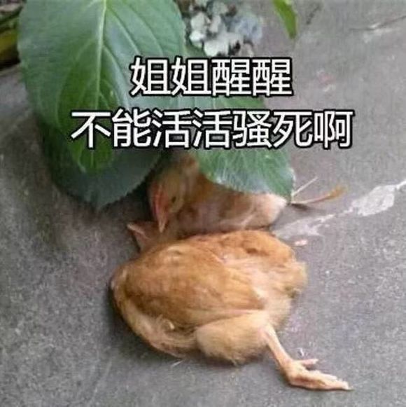 动物们的搞笑表情包:姐姐醒醒,不能活活骚死啊!