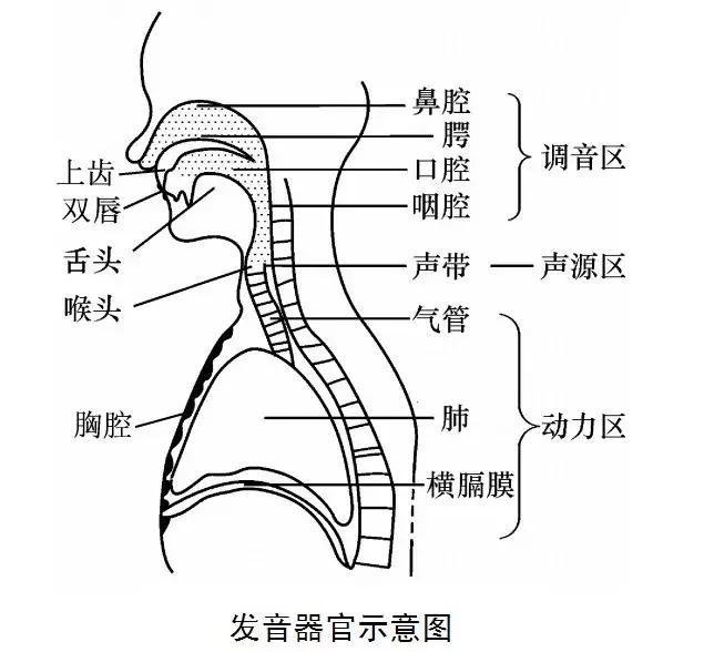 而负责让声音更具有特点的"调音区"—共鸣腔体本篇中将不会过多涉及