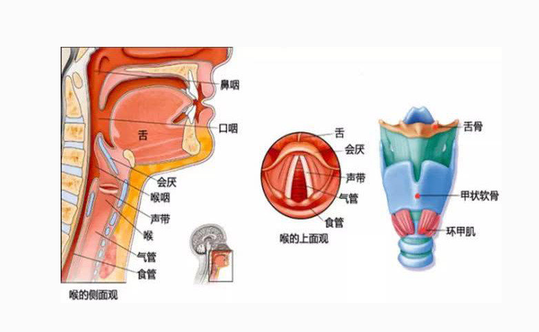 与发声相关咽喉部分的解剖构造