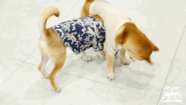 火遍日本的「柴犬咖啡厅」来杭州啦,8只柴犬 1只柯基撸到爽!