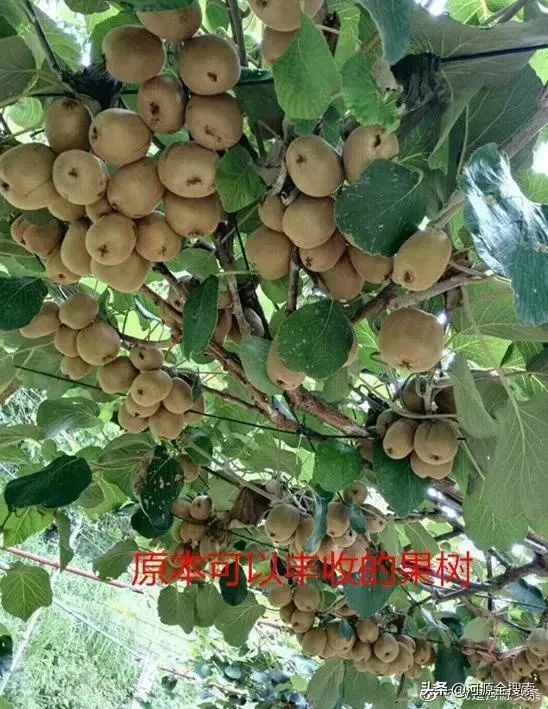 和平果农求助:家中猕猴桃果树无故被毁坏,不知道怎么办
