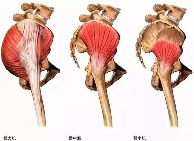 臀部越坐越塌,大腿越坐越粗!快来看看你是不是"办公臀