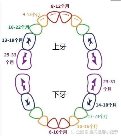 马牙,出牙规律,宝宝长牙