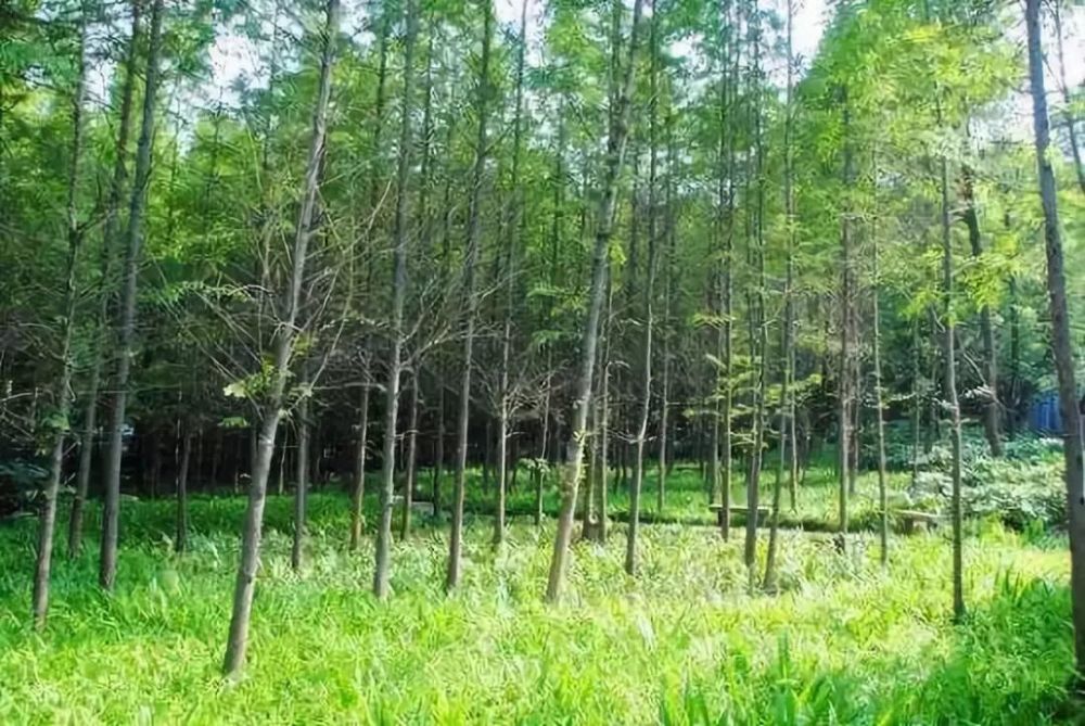 这伙人来到野外小树林干什么