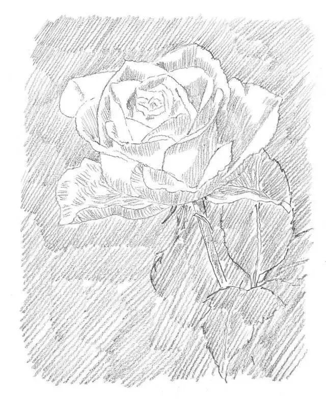 画画教程,手把手教你画素描玫瑰花