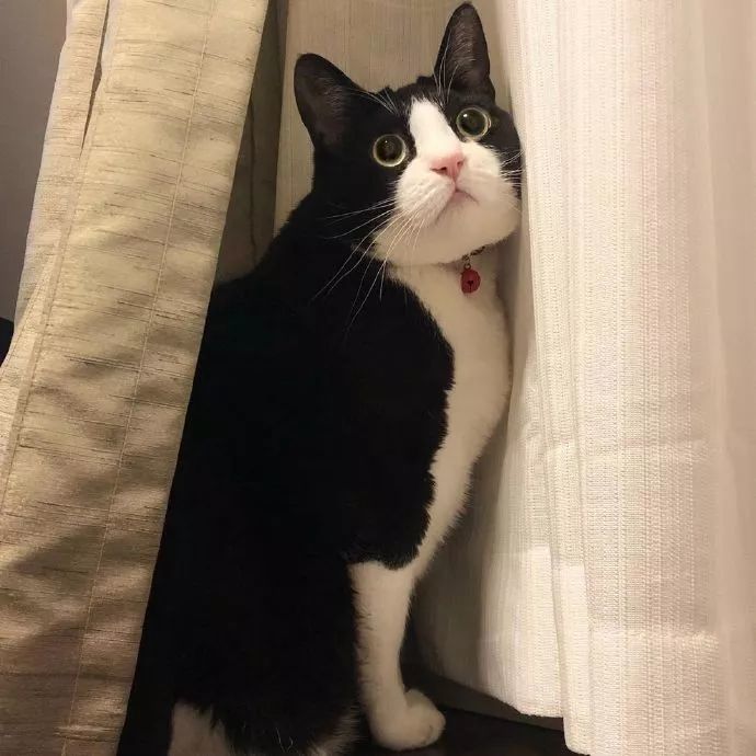 这只奶牛猫因为表情过于憨憨,火遍全网!