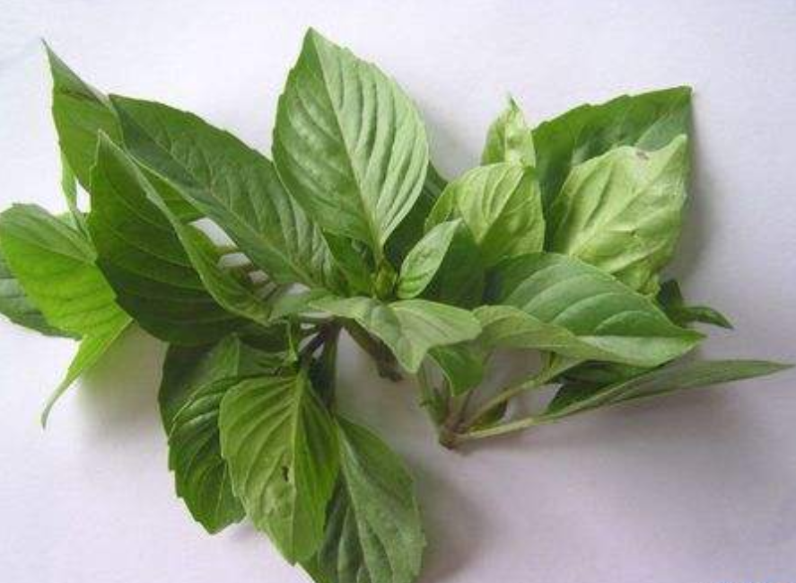 这种植物味道像薄荷,人称"鱼香菜",四川人一见就忍不住咽口水