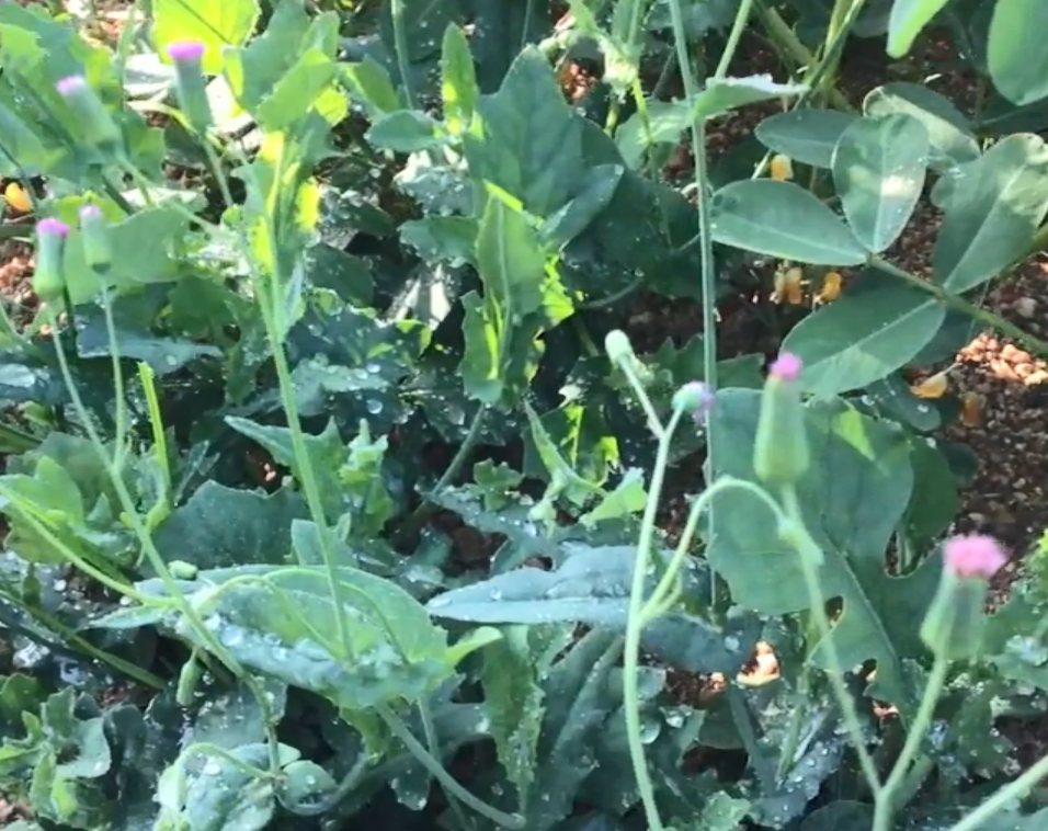 野菜,消炎药,一点红,红背叶,农村