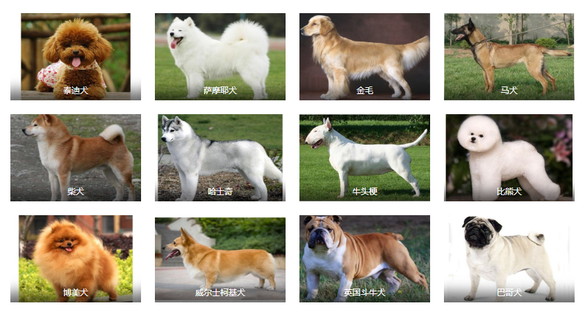 生活中常见的十种宠物狗,你认识多少?小白科普贴
