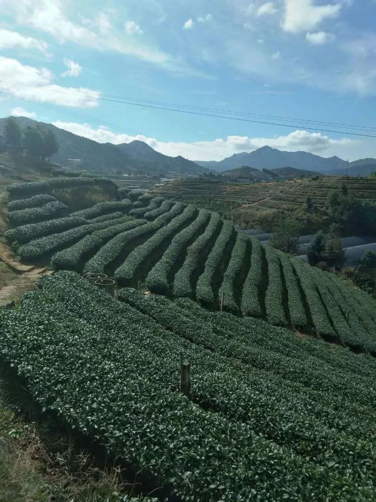 人往高处走 茶也要往高了喝 看点快报