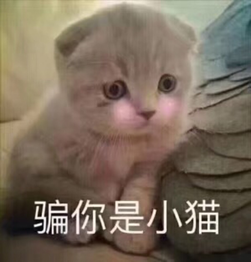 可爱猫咪搞笑表情包:快说,你是不是喜欢我啊!