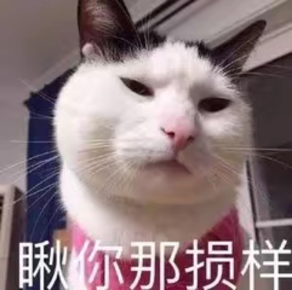 可爱猫咪搞笑表情包:我觉得我被针对了!