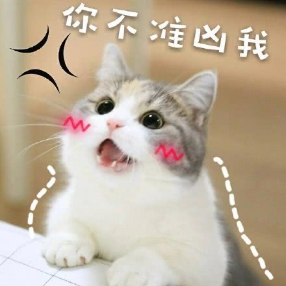 可爱猫咪搞笑表情包:安排,必须安排!