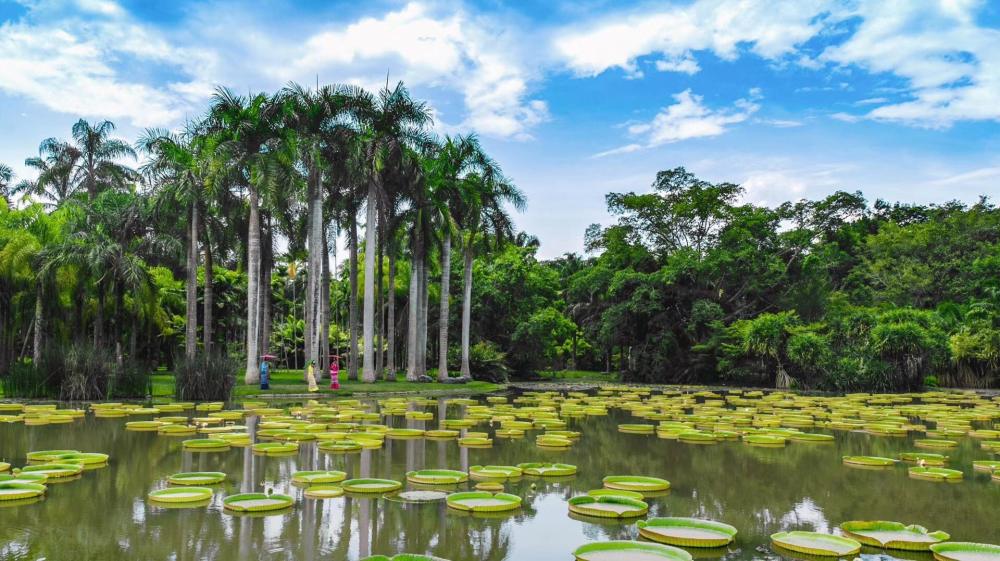 西双版纳,中科院植物园,热带雨林