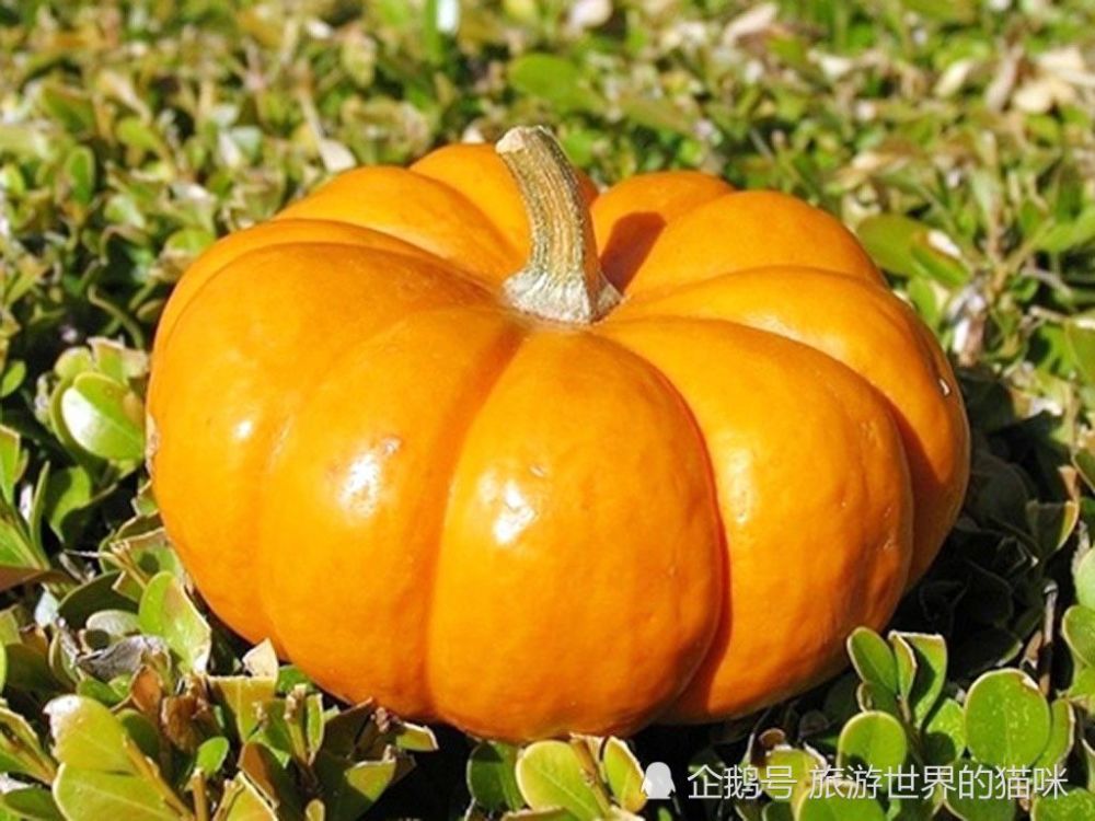 蔬菜,南瓜,西红柿