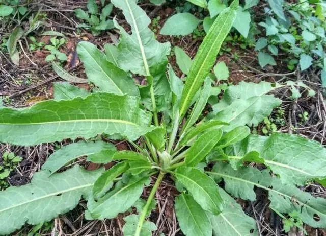 大秋收完玉米,这种野菜遍地是,农民叫做酸模,叶子比糖