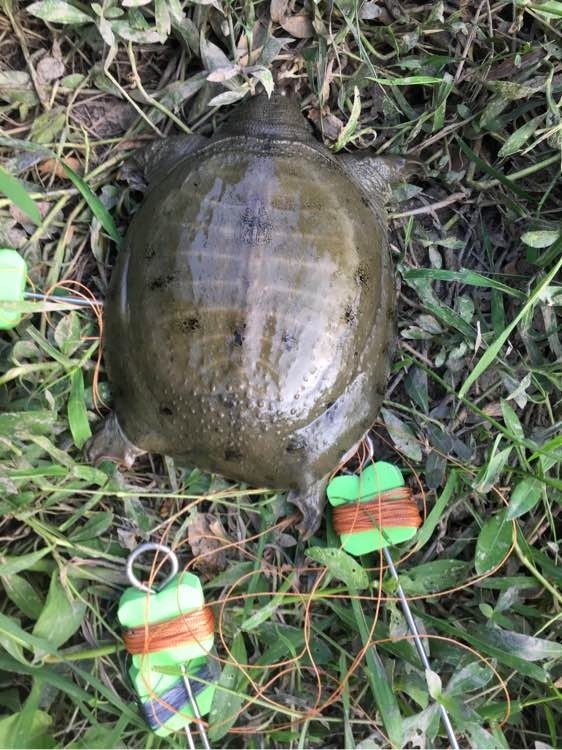 如何用猪肝钓甲鱼?运气好的时候一天能钓十几只