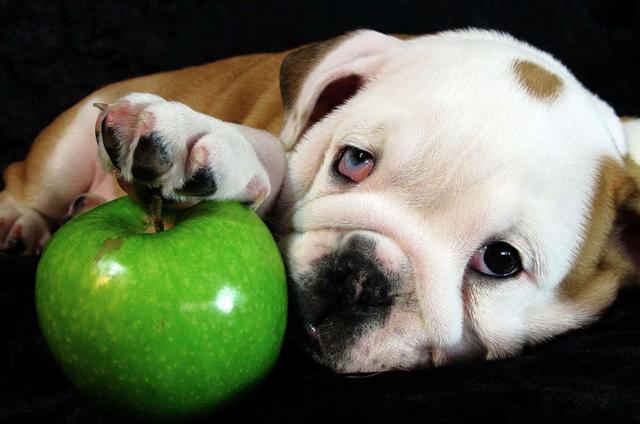 狗狗能吃苹果吗?苹果对它有害吗?正确的方式喂食对它身体有益