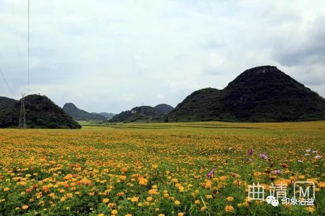 罗平县金鸡峰丛的"花仙子"们