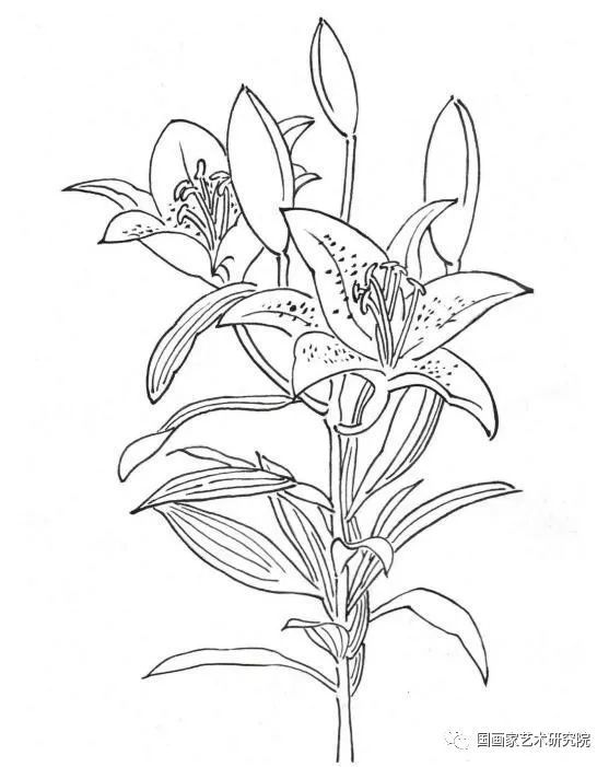 工笔《百合花》画法步骤详解