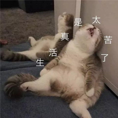 沙雕表情包之二:生活真是太苦了,我太难了