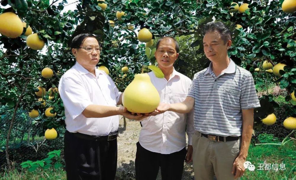 外出老板回信宜种这种水果,年产值可达1500多万元
