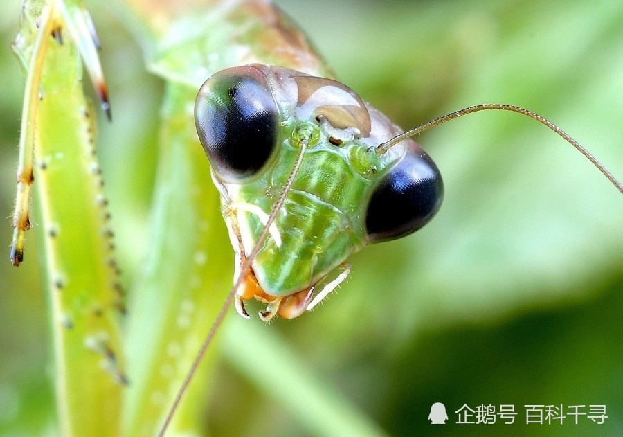 丽齿兽,食蚁兽,鳄龟,螳螂,鲸