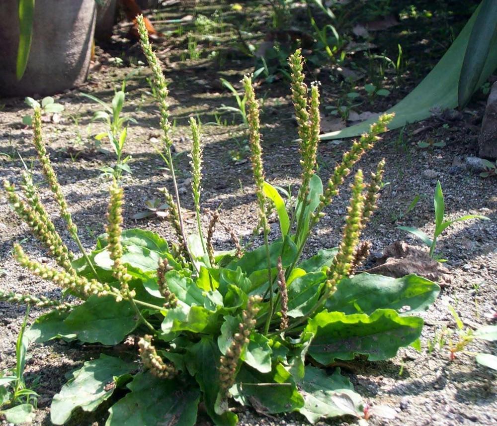 农民,植物,车前草,农村,野菜,野草