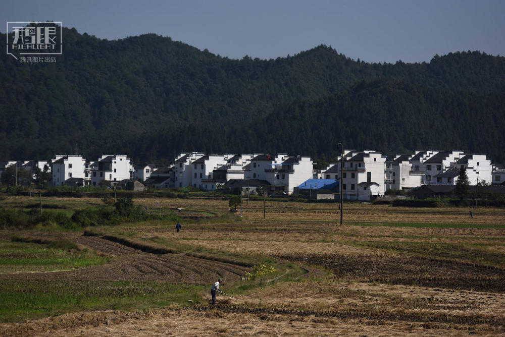 【鹅眼】安徽乡间展开新一轮人猪大战