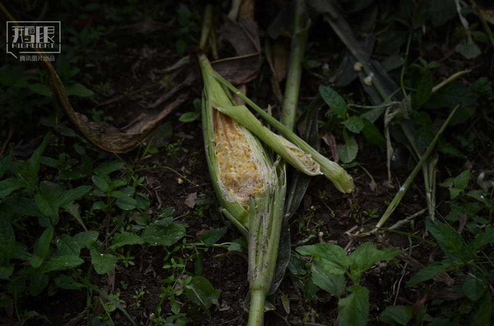 【鹅眼】安徽乡间展开新一轮人猪大战_腾讯新闻