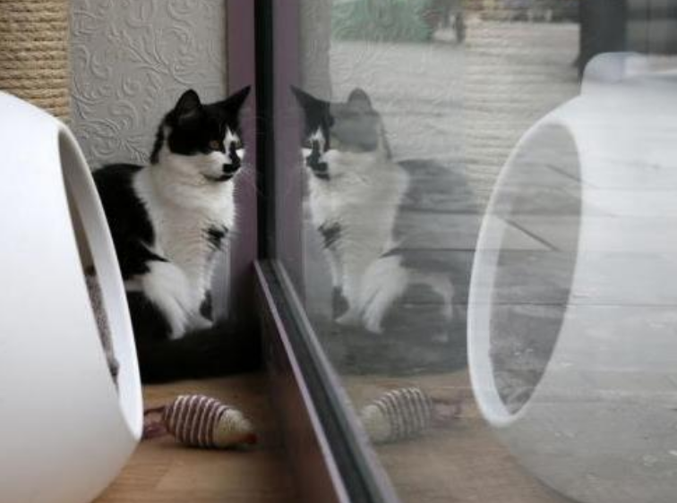 猫咪总看窗外是在渴望自由?放养才是最大的伤害,搞清楚再判断