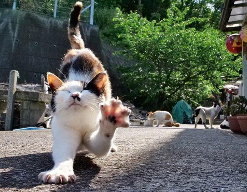 日本小岛曾经鼠患猖狂,如今成为著名猫岛,人均14只我要搬家啦