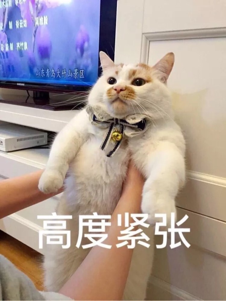 可爱猫咪搞笑表情包:别靠近我,我很紧张的!