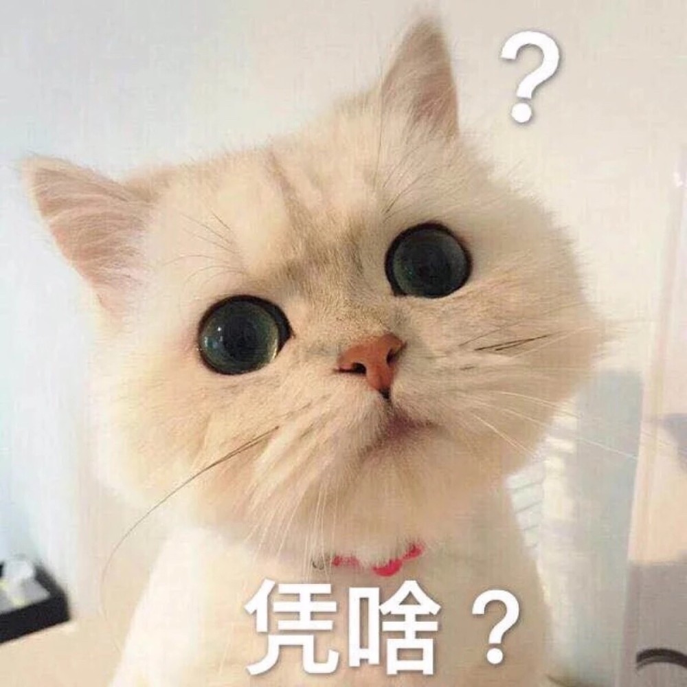 可爱猫咪搞笑表情包:别靠近我,我很紧张的!