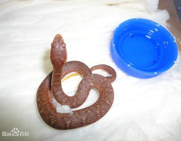 "土球子"学名乌苏里蝮蛇,是我省一种比较常见的毒蛇.