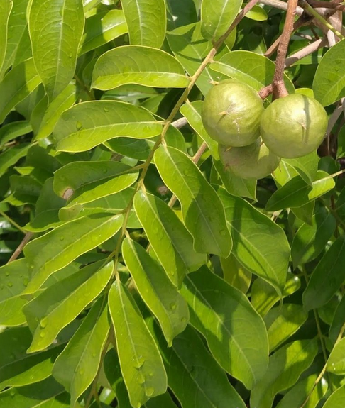 荒野维生野菜系列——人面子