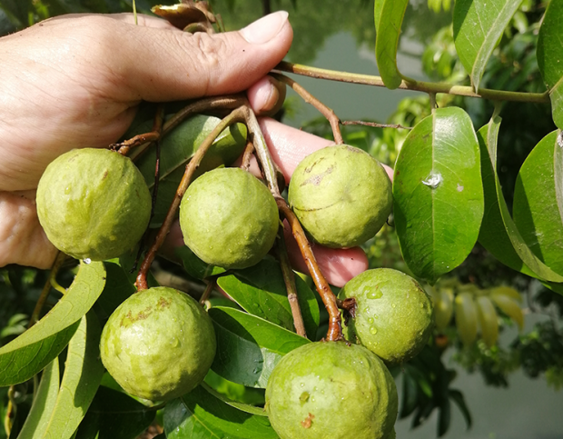 荒野维生野菜系列——人面子