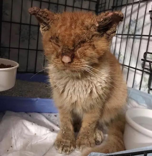 流浪猫受皮肤病困扰 被收养六个月画风突变 逆袭后的样子太美了 看点快报