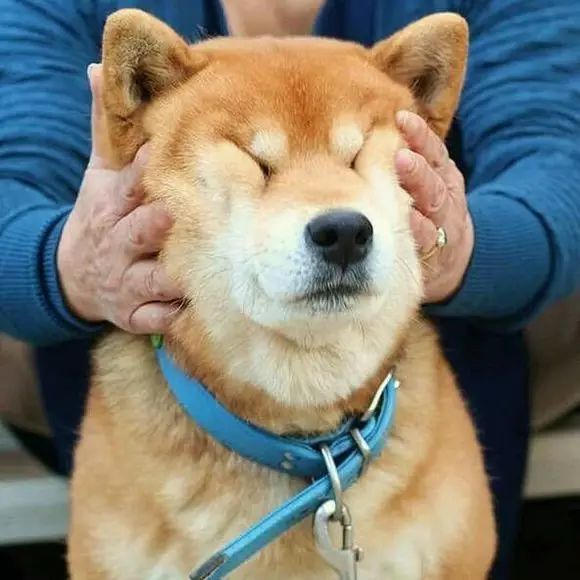 虽然柴犬与秋田犬的耳朵都是直立的三角形耳朵,但秋田的耳朵更厚一些