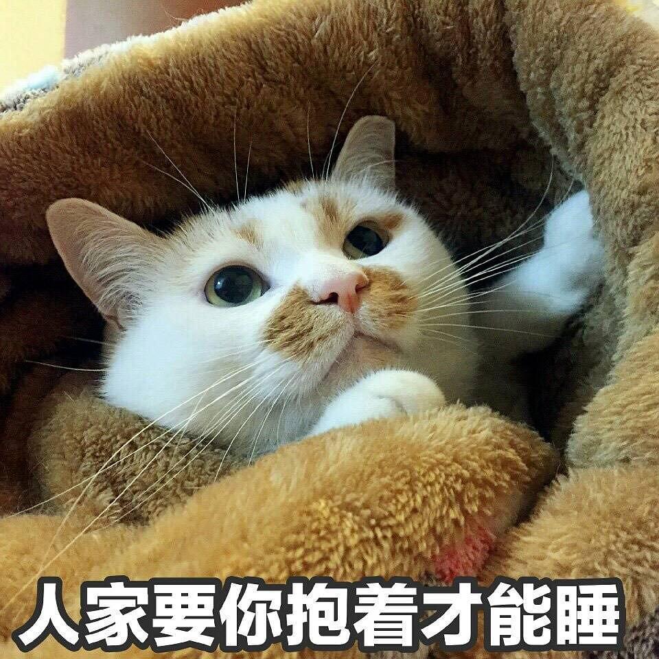 可爱猫咪搞笑表情包:人家要你抱着才能睡着!