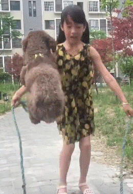 自然人们                    多,造型多的泰迪犬自然就更符合宠主们