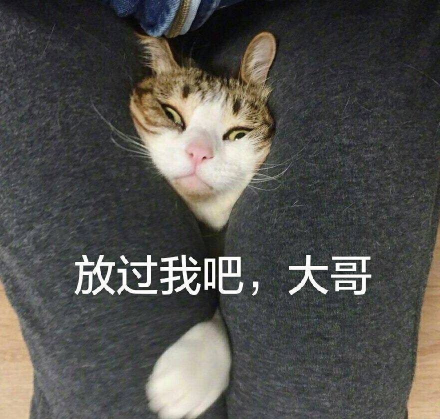 可爱猫咪搞笑表情包:主人,这一次能放过我吗!