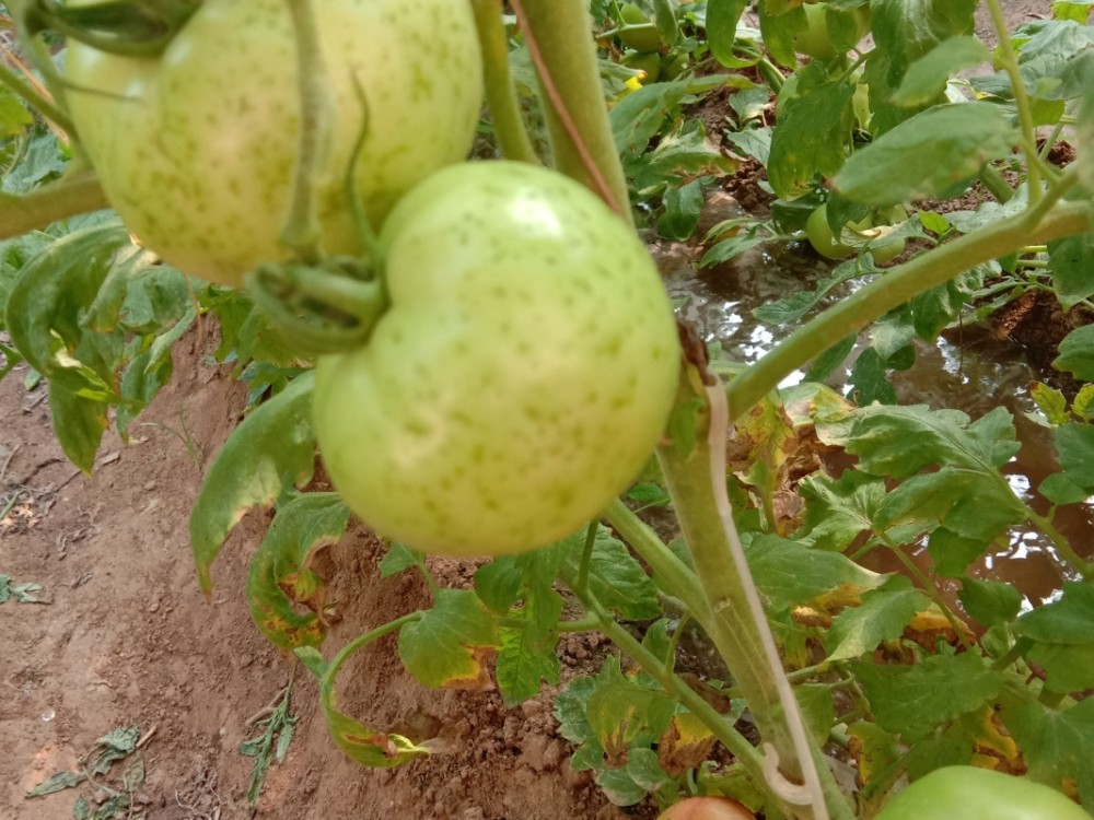 科学防治番茄细菌性斑疹病,种出高质量番茄果