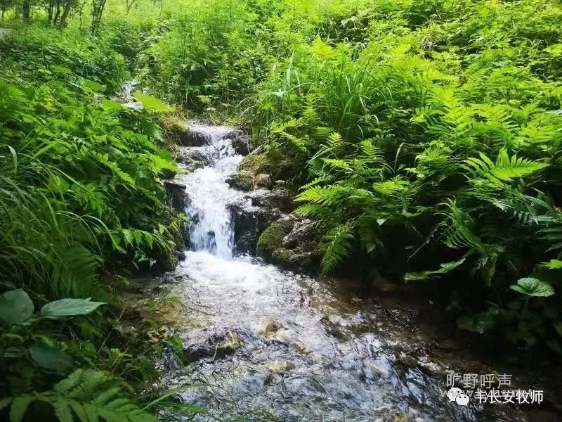 "他要像一棵树栽在溪水旁,按时候结果子,叶子也不枯干.