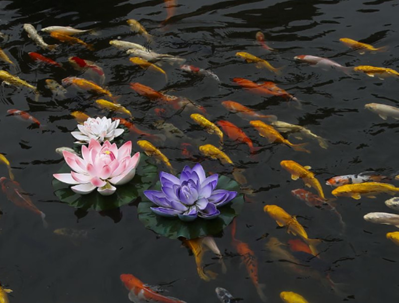 心理测试:哪条锦鲤能给你带来好运,测你一生会有几段感情?