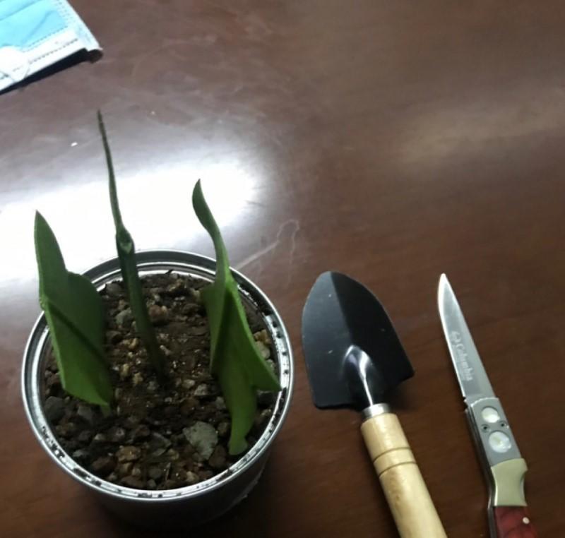 昙花扦插这么简单?叶和茎都能插,蹭蹭往上长!