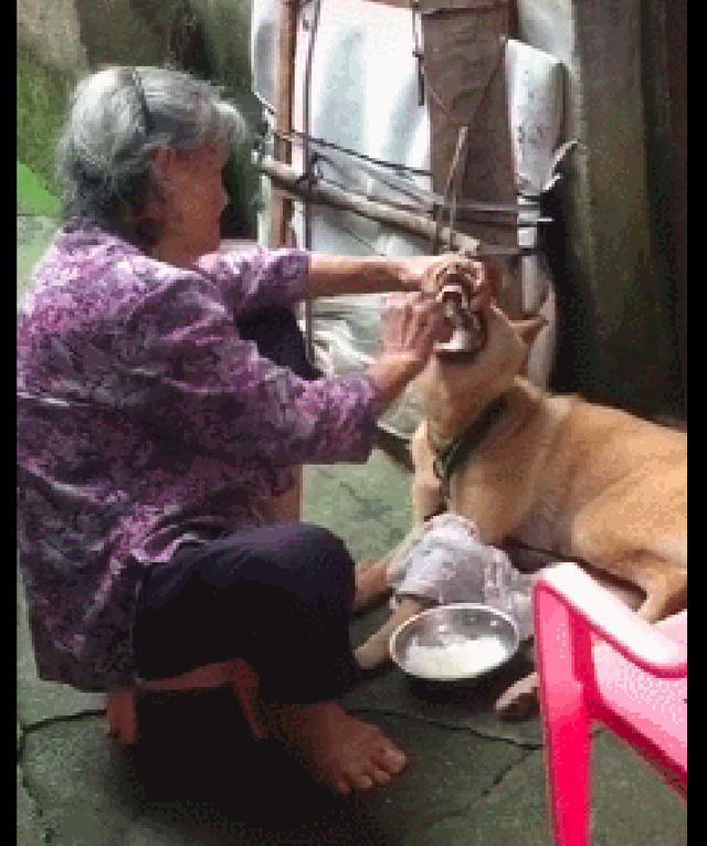 奶奶拿勺子强喂狗狗,狗:我不饿!奶奶:不要你觉得,你就