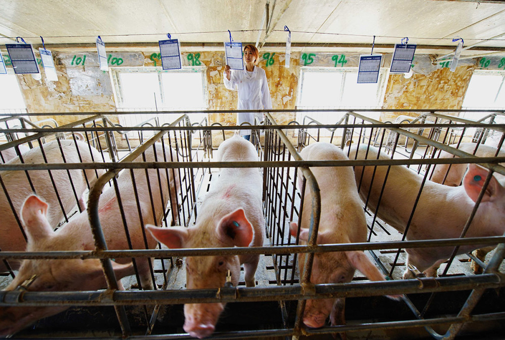 重庆出台养猪贷款贴息政策,单户养殖场最高可