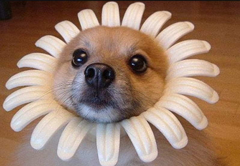 狗狗不喜欢的4种味道,香水在列,第四种是猫咪