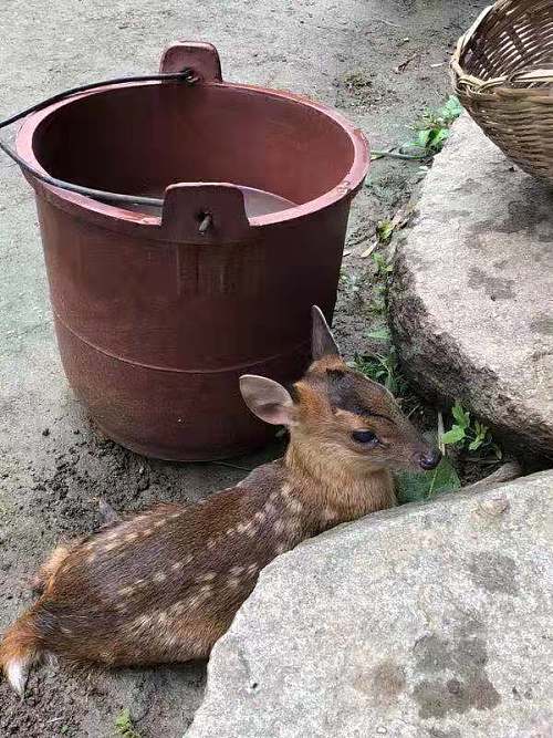 西乡成功救助一只野生麂鹿幼崽